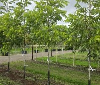 Carya illinoinensis 'Wichita' - Pecannoot Wichita - 1