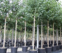 Liquidambar styraciflua 'Worplesdon'
