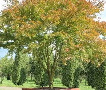 Acer palmatum