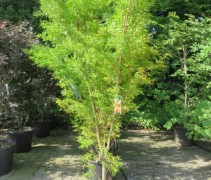Acer palmatum 'Sangokaku'