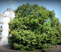 Fagus 'Aspleniifolia'
