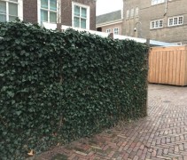 Hedera Hibernica