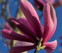 Magnolia 'Galaxy' - Beverboom - 6