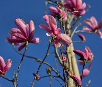 Magnolia 'Galaxy' - Beverboom - 5