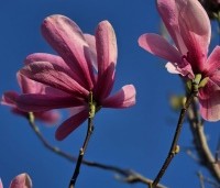 Magnolia 'Galaxy' - Beverboom - 7