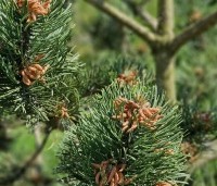 Pinus nigra 'Oregon Green' - Oostenrijkse den 'Oregon Green' - 1