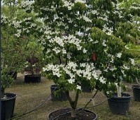 Cornus kousa - Japanse grootbloemige Kornoelje - JUNI