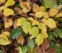 Carpinus betulus - Haagbeuk - herfst