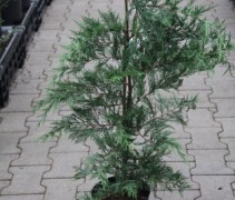 Cupressocyparis 'Leylandii'  100 cm haagplant in pot
