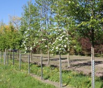Grootbloemige kornoelje bomen op onze kwekerij in Apeldoorn, Gelderland