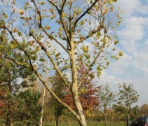 Platanus hispanica