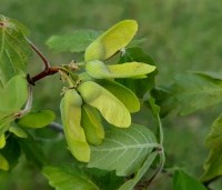 Acer griseum - Papieresdoorn - zaad