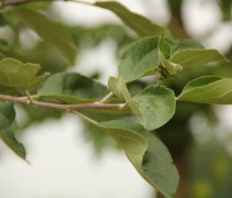 Malus domestica  blad 