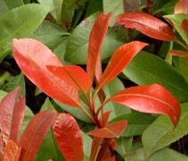 Photinia fraseri 'Red Robin' blad