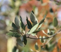 Quercus Suber