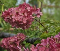 Hydrangea paniculata 'Vanille Fraise' - Pluimhortensia 'Vanille Fraise' - 2
