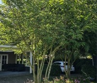 Broussonetia papyrifera - Papiermoerbei - meerstammige boom in juli