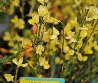 Cytisus praecox 'Allgold' - Brem 'Allgold' - 2