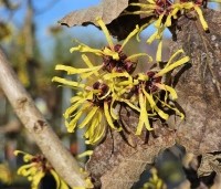 Hamamelis mollis - Toverhazelaar - 2