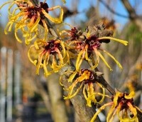 Hamamelis mollis - Toverhazelaar - 3