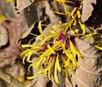 Hamamelis mollis - Toverhazelaar - 1