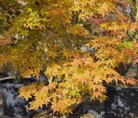 Acer palmatum - Japanse Esdoorn - herfstkleuren