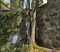 Cercidiphyllum japonicum  - Katsuraboom - 3