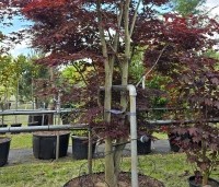 Acer palmatum 'Fireglow' - Japanse Esdoorn 'Fireglow' - 3