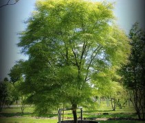 Acer palmatum Koto-no-ito