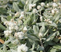 De Witte Knoop als vaste plant kan goed onder bomen