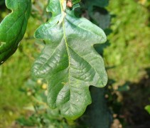 blad Quercus robur ‘Fastigiata’
