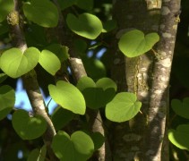 Cercidiphyllum japonicum blad en takken