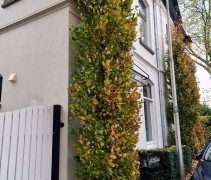 Fagus Dawyck op hoek van een woning