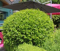 Prunus lusitanica 'Angustifolia'
