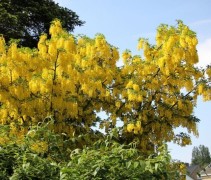 Laburnum Vossii