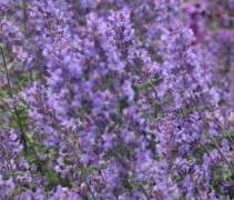 Kattenkruid 'Walker Low' in volle bloei
