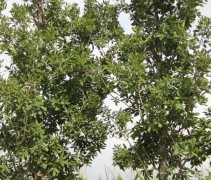 Quercus x Turneri  Pseudoturneri