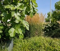 Ficus carica - Vijg - 3