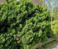 Chamaecyparis obtusa 'Nana Gracilis' - Japanse dwergcipres - 2