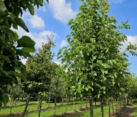 Magnolia x Brooklynensis 'Yellow Bird' - Magnolia 'Yellow Bird' - 1