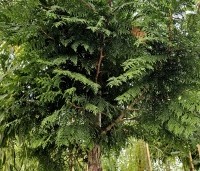 Thuja plicata Excelsa - Reuzenlevensboom - 1