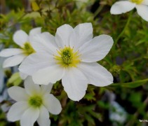 Clematis 'Early Sensation' bloemetjes