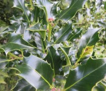 Ilex aquifolium