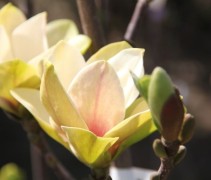Magnolia Sunsation bloemen