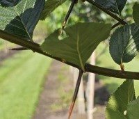 Crataegus prunifolia persimilis 'Splendens' - Pruimbladige meidoorn - 4