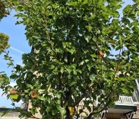 Pyrus calleryana 'Chanticleer' - Sierpeer - 2