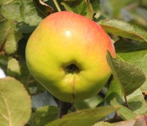 Appel Jacques lebel 