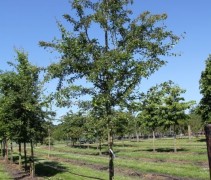 Crataegus Monogyna