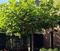 Platanus hispanica - Plataan - 2