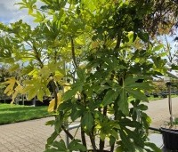 Fatsia Japonica - Groenblijvende japanse vingerplant - 4